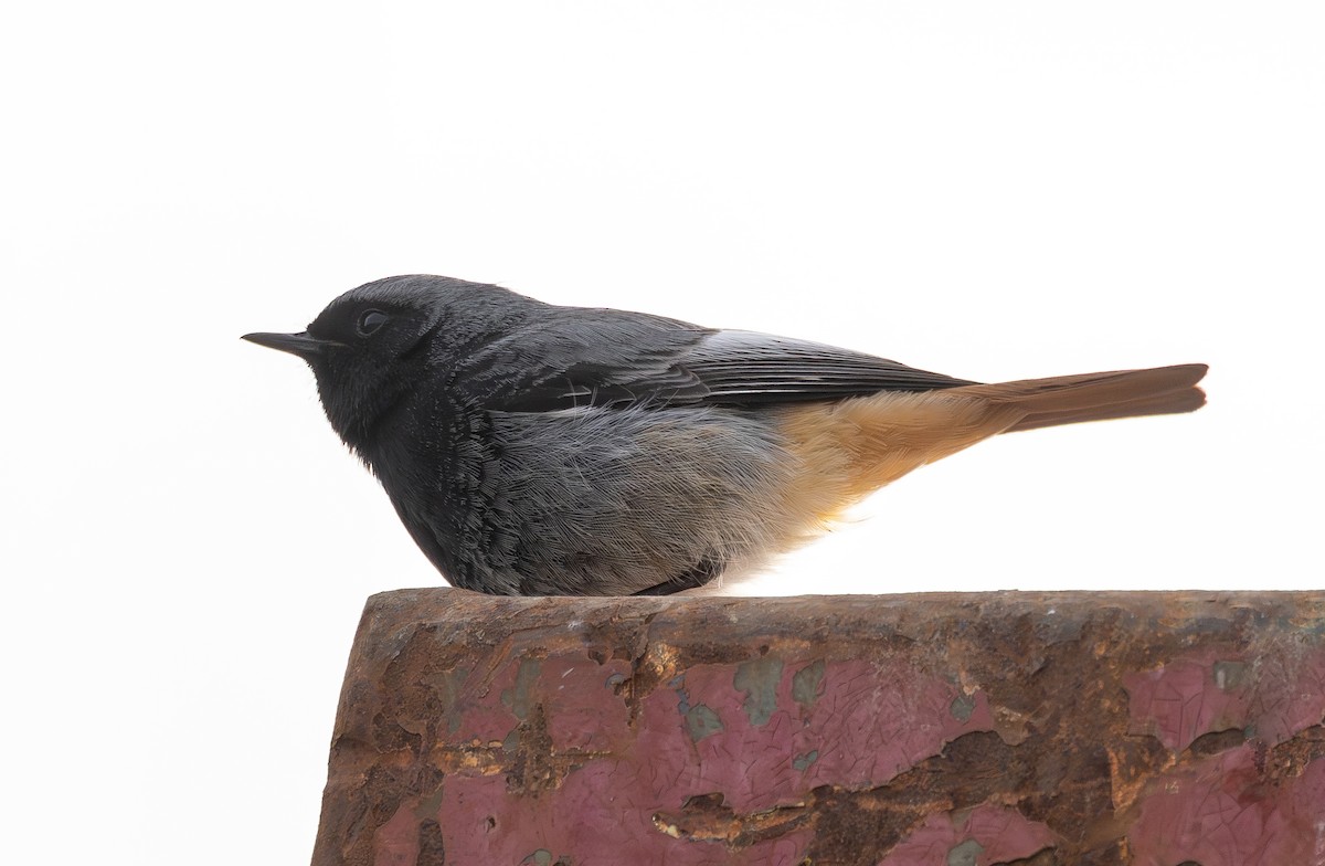 Мойлон гал сүүлт - ML634548472