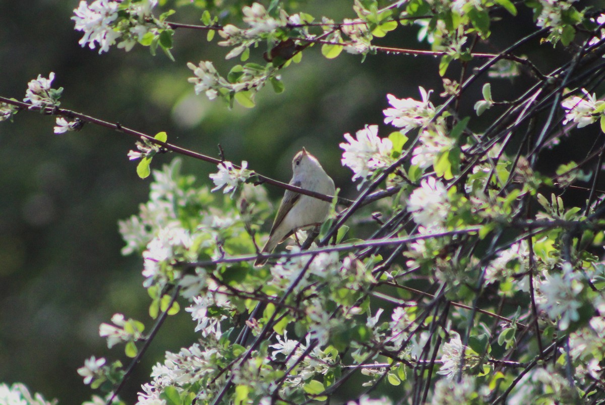 Western Bonelli's Warbler - ML634548475