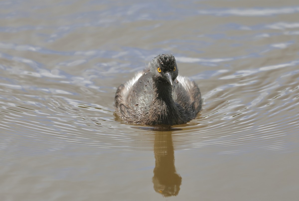 Least Grebe - ML634548482