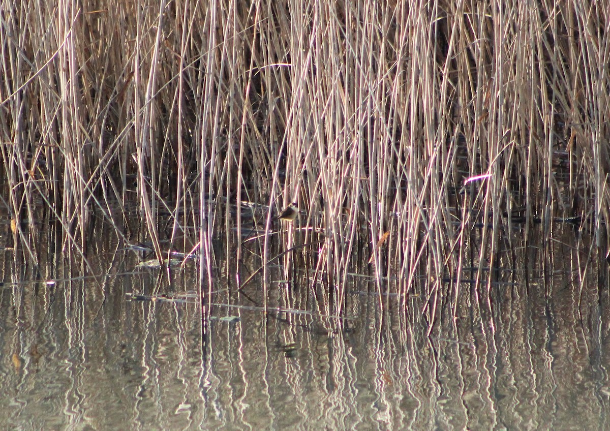 Common Reed Warbler - ML634548504