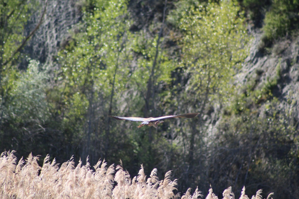 Purple Heron - ML634548524