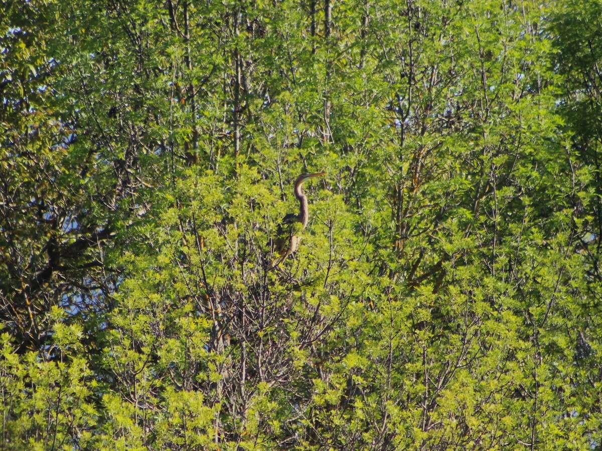 Purple Heron - ML634548532