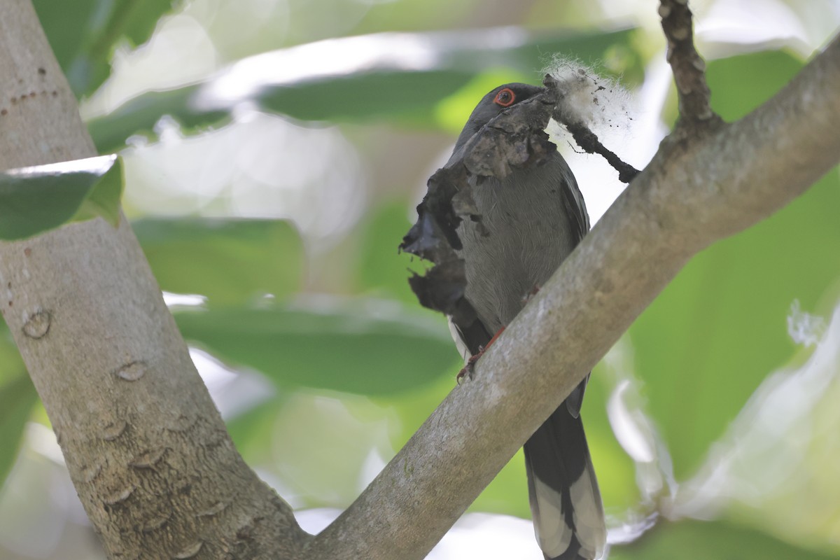 Red-legged Thrush - ML634548537