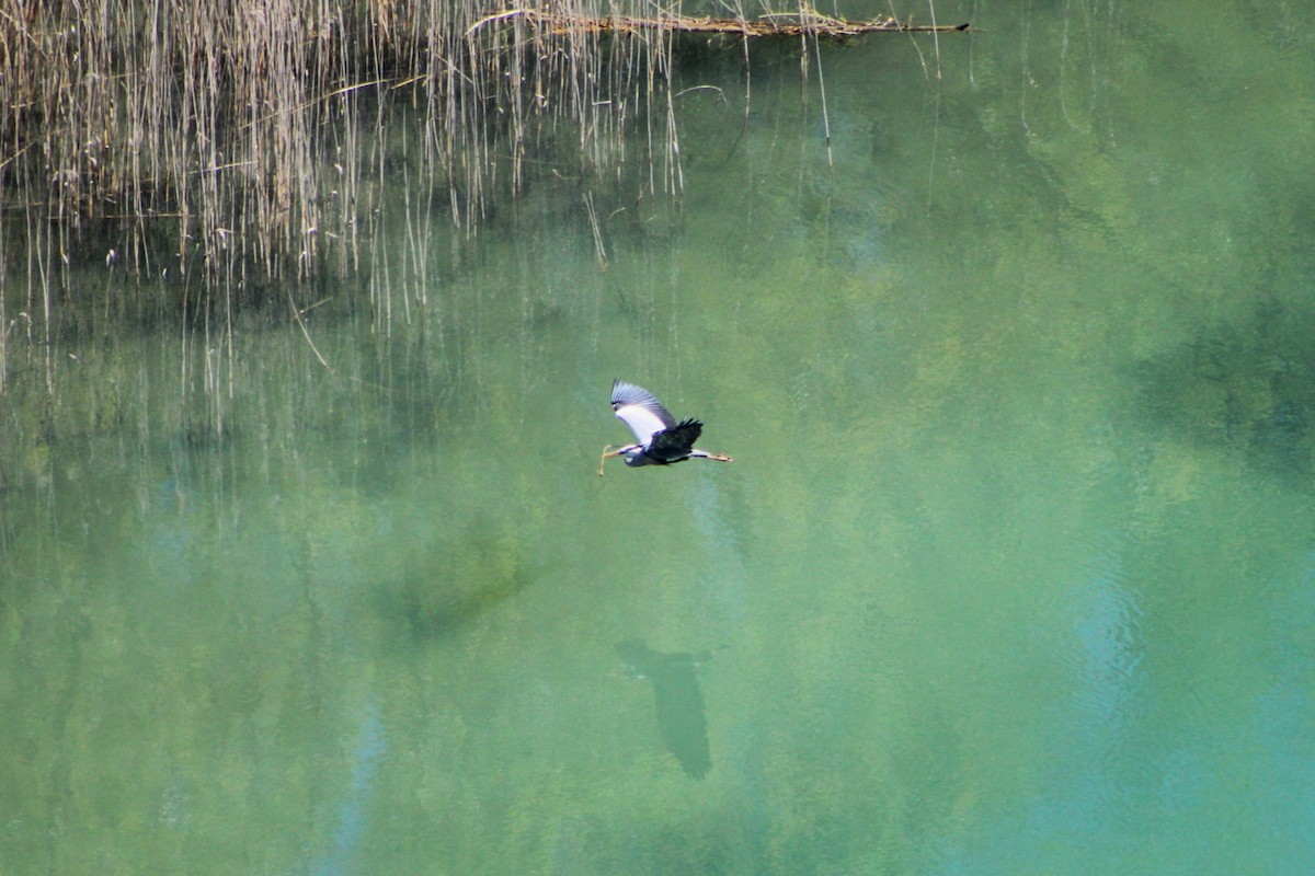 Gray Heron - ML634548550