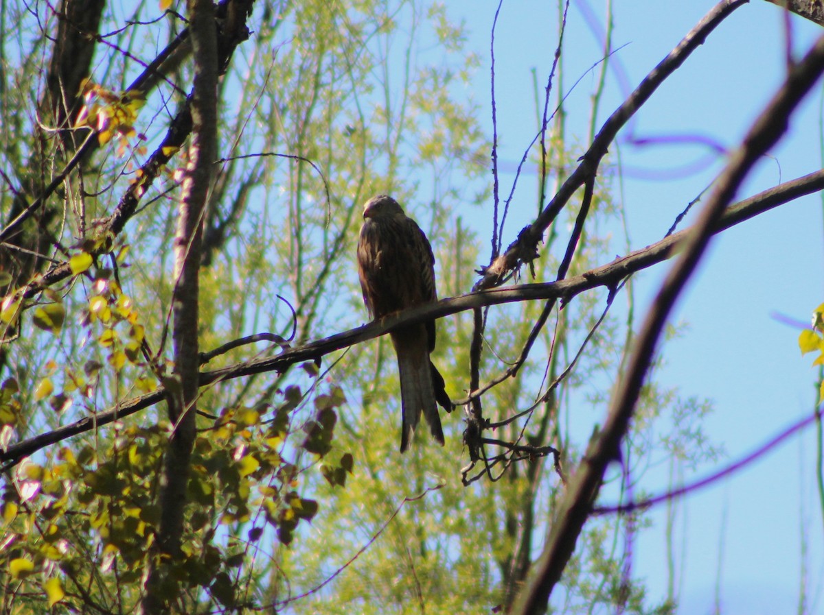 Red Kite - ML634548563