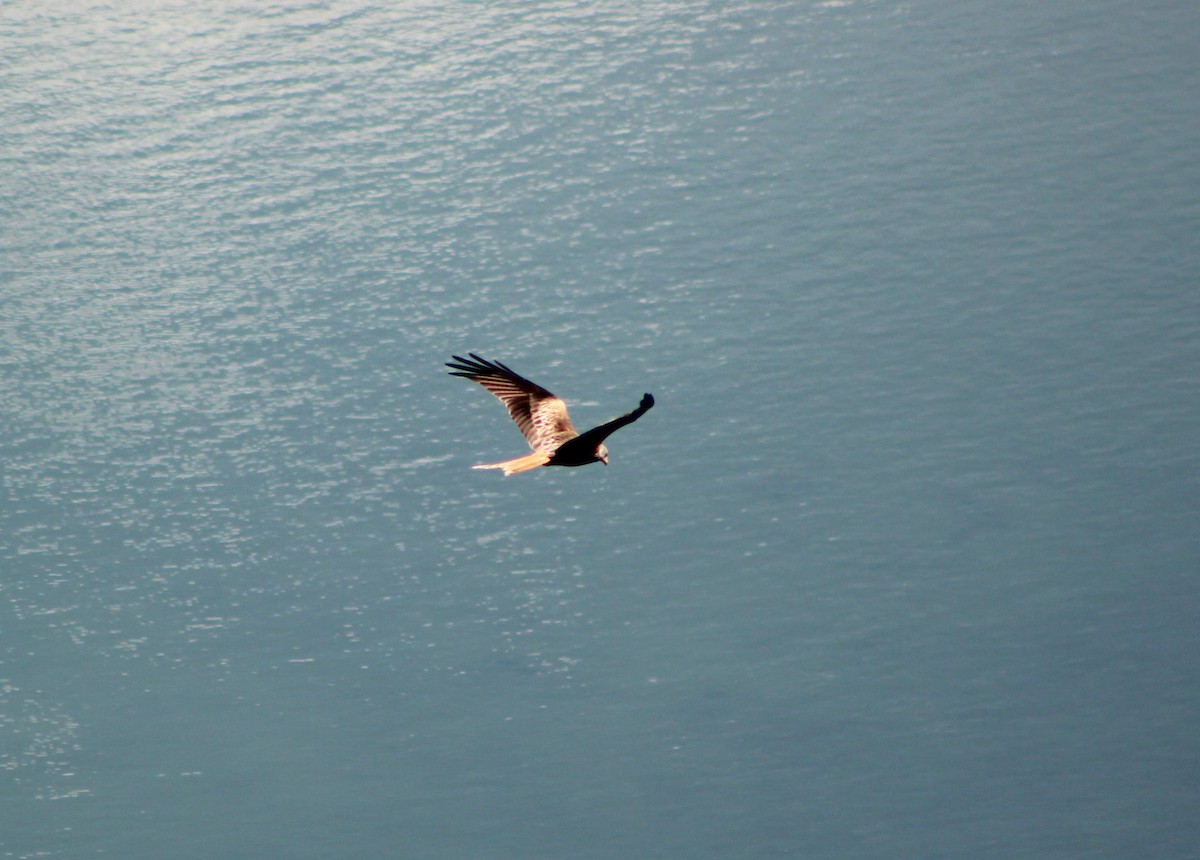 Red Kite - ML634548616