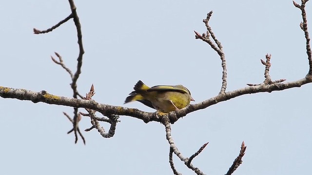 grønnfink - ML634548645