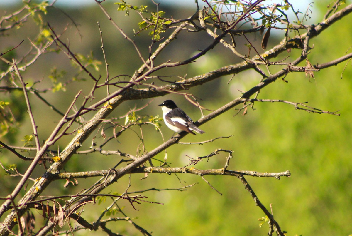 European Pied Flycatcher - ML634548652