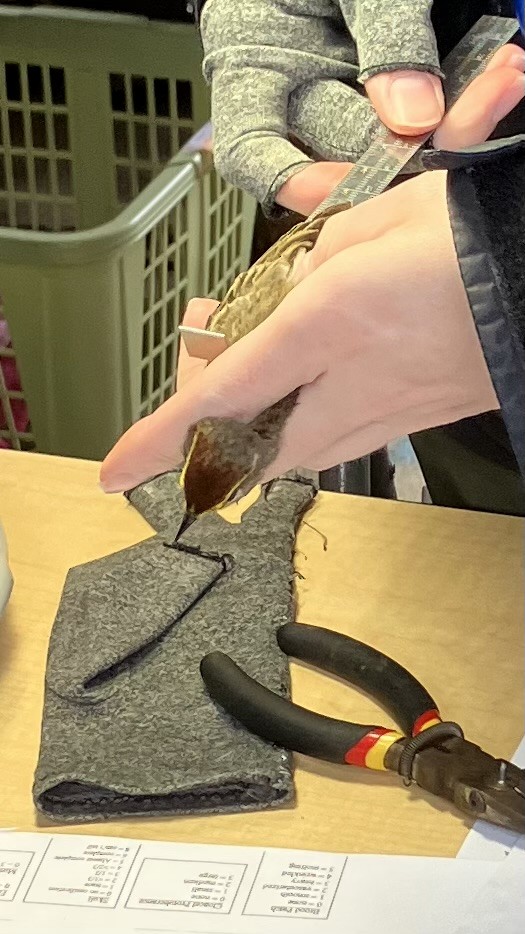 Palm Warbler (Western) - ML634548685