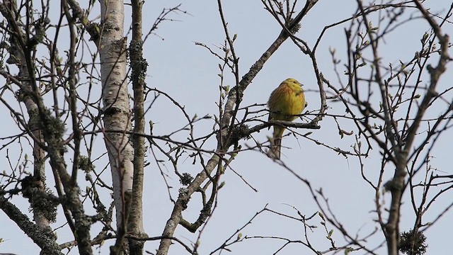 Bruant jaune - ML634548732