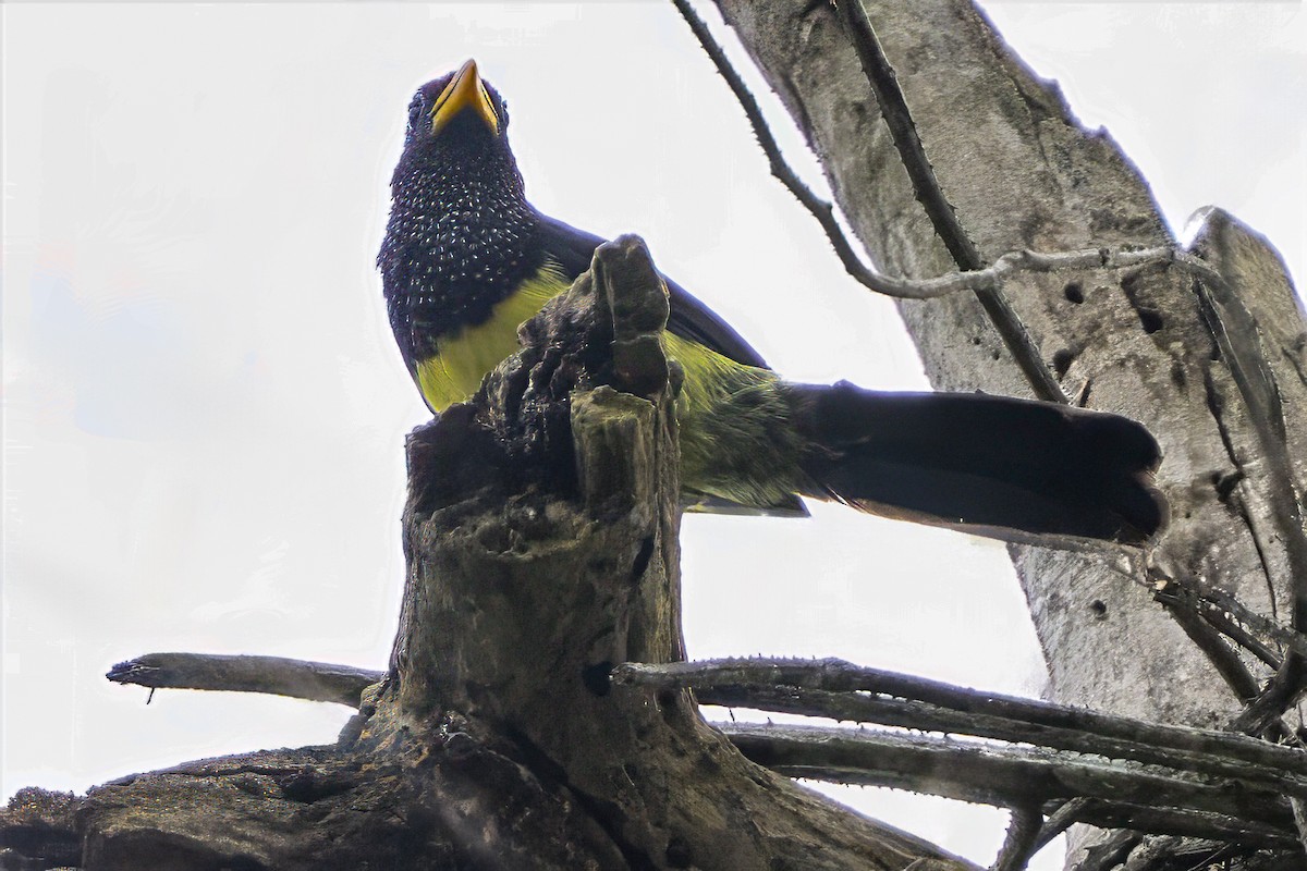 Western Yellow-billed Barbet - ML634548775