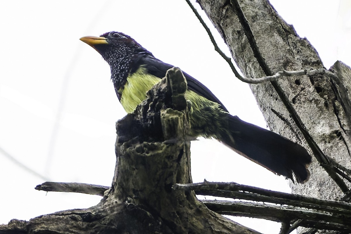 Western Yellow-billed Barbet - ML634548777