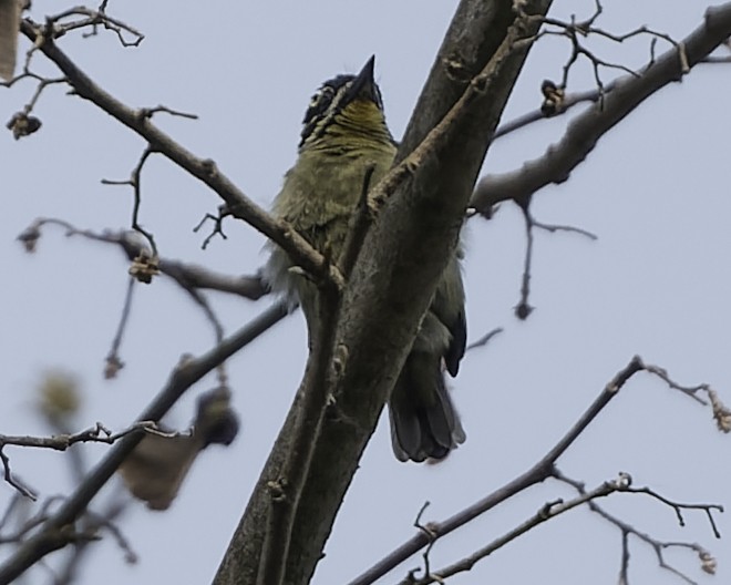 Yellow-throated Tinkerbird - ML634548792
