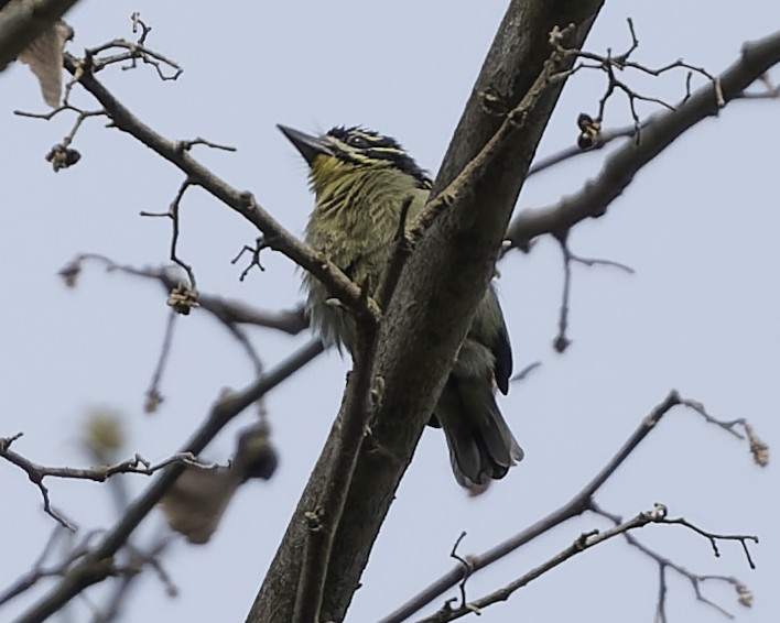 Yellow-throated Tinkerbird - ML634548793