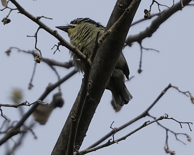Yellow-throated Tinkerbird - ML634548794