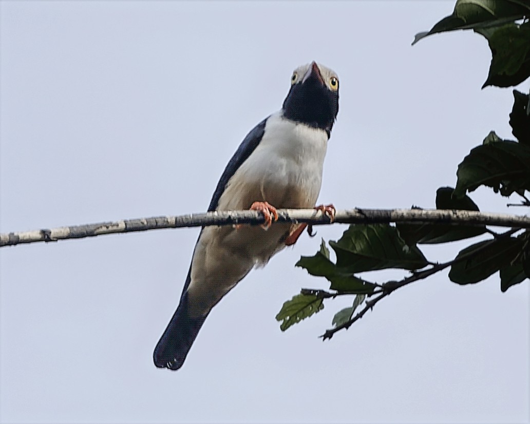 Red-billed Helmetshrike (Red-billed) - ML634548826