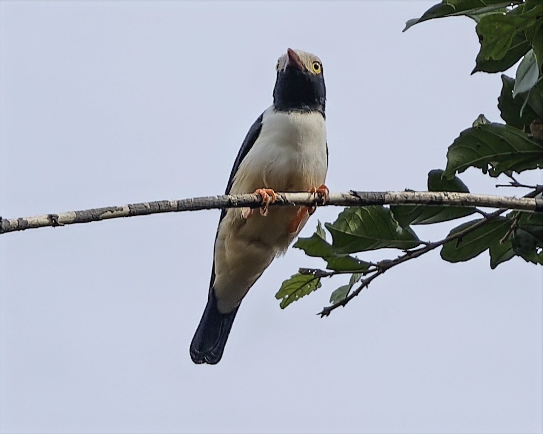 Red-billed Helmetshrike (Red-billed) - ML634548827