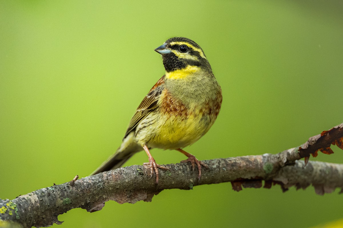 Cirl Bunting - Alper Tüydeş