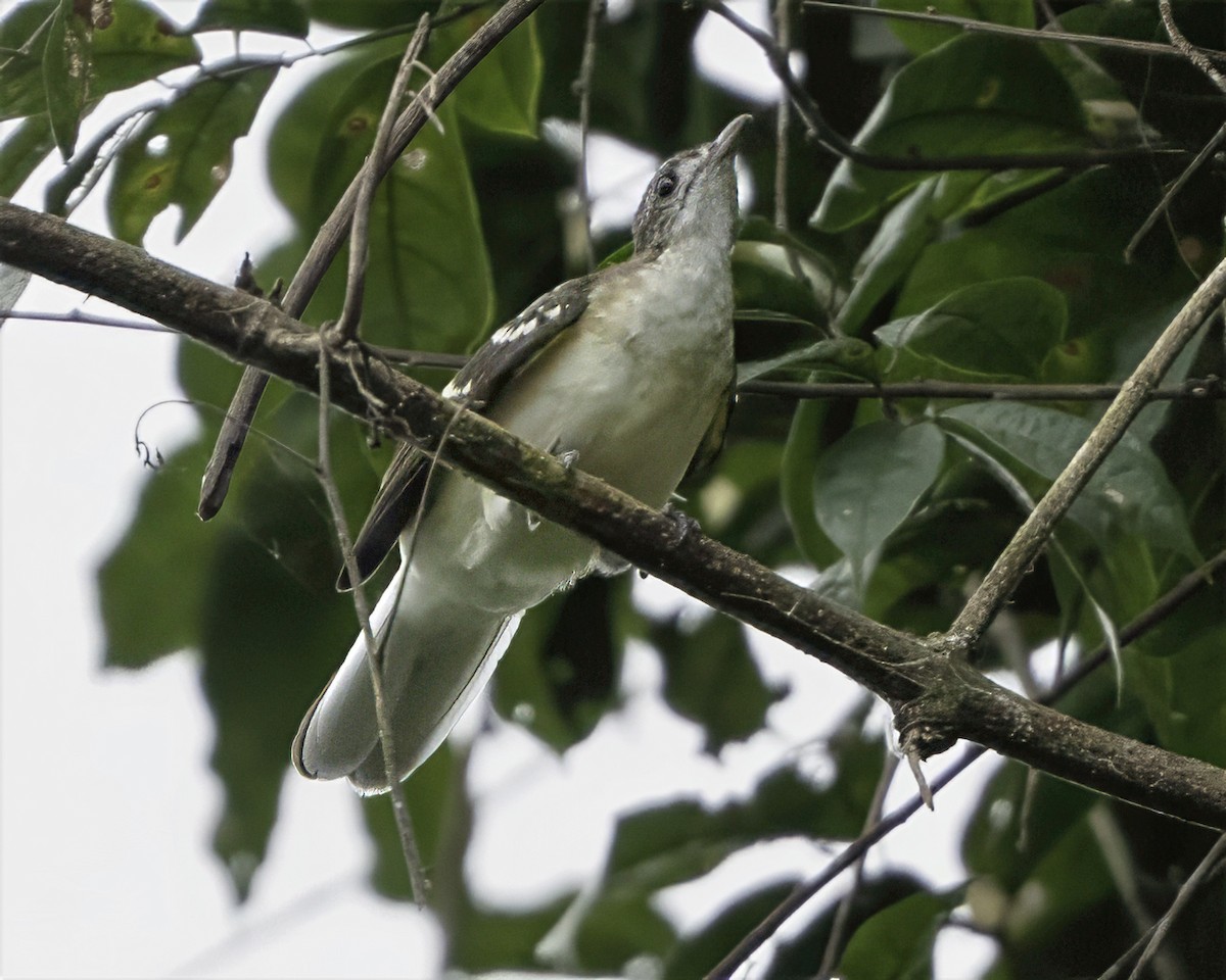 Spotted Greenbul - ML634548846