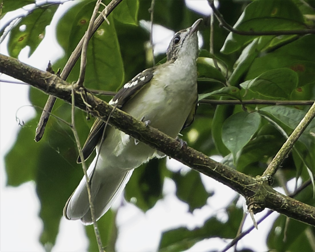 Spotted Greenbul - ML634548847