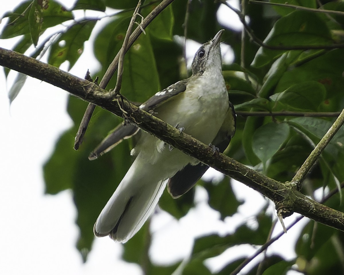 Spotted Greenbul - ML634548848
