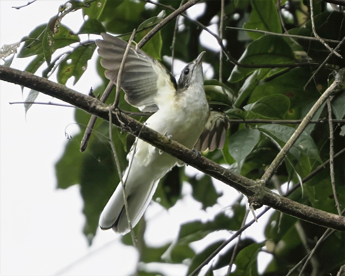 Spotted Greenbul - ML634548849