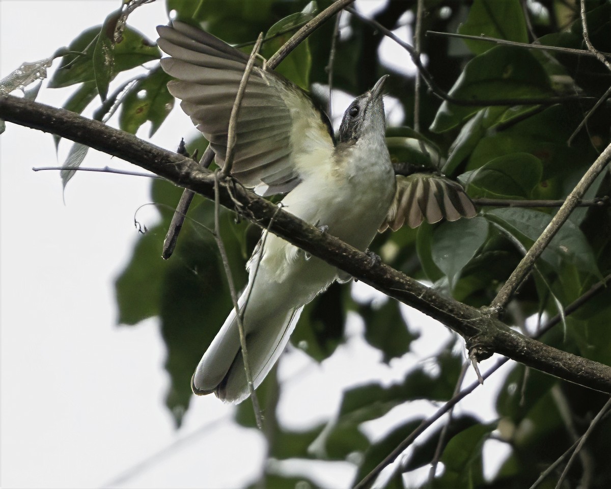 Spotted Greenbul - ML634548850