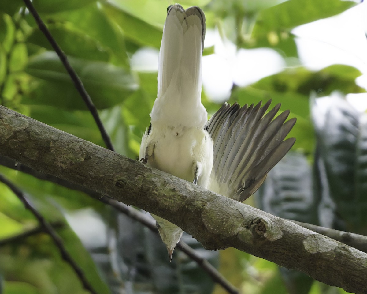 Spotted Greenbul - ML634548851