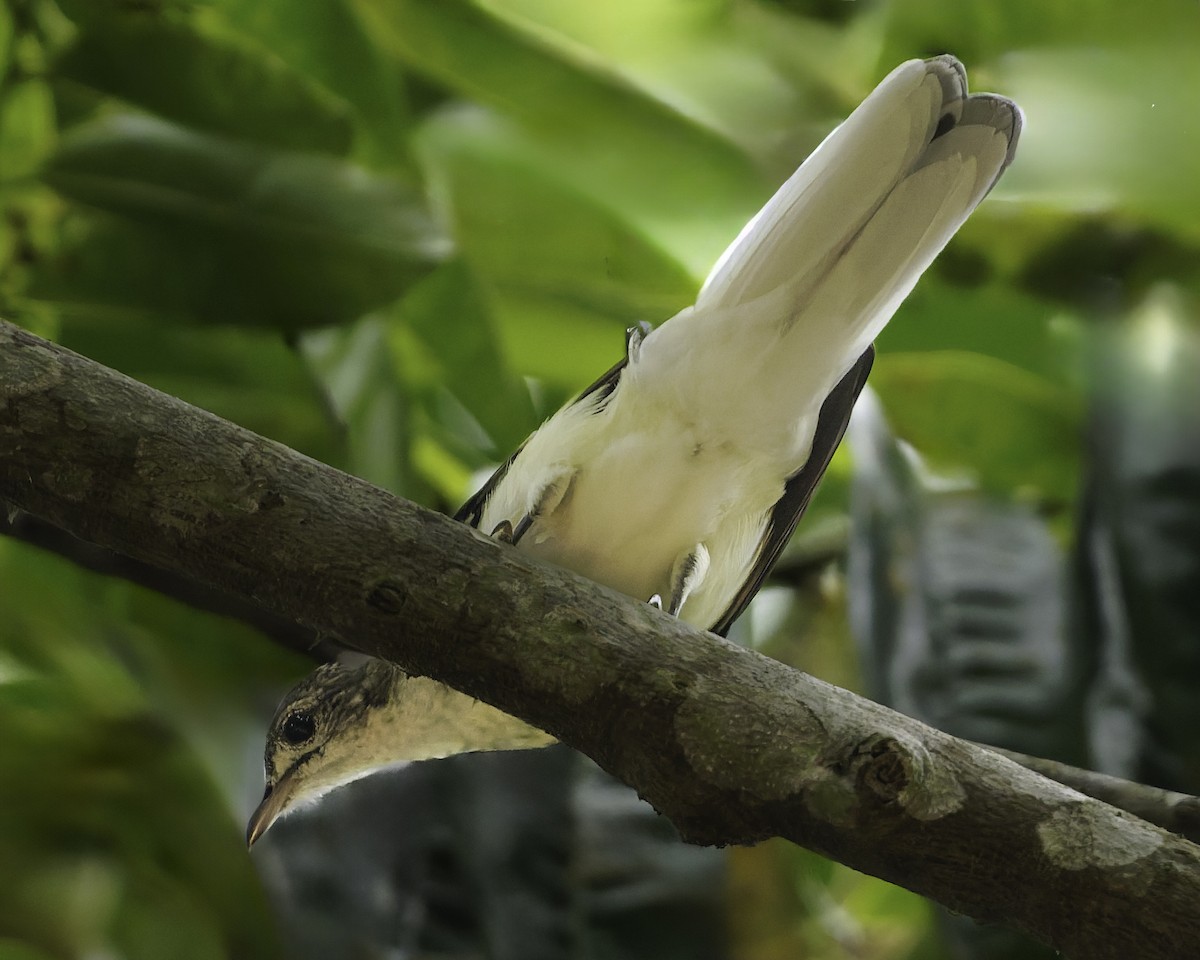 Spotted Greenbul - ML634548852