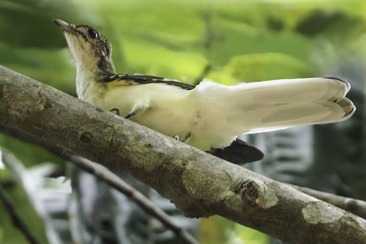 Spotted Greenbul - ML634548853