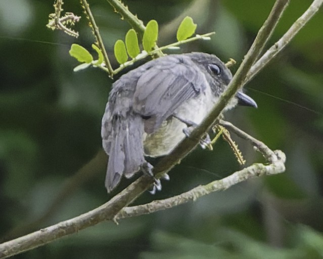 Tessmann's Flycatcher - ML634548862