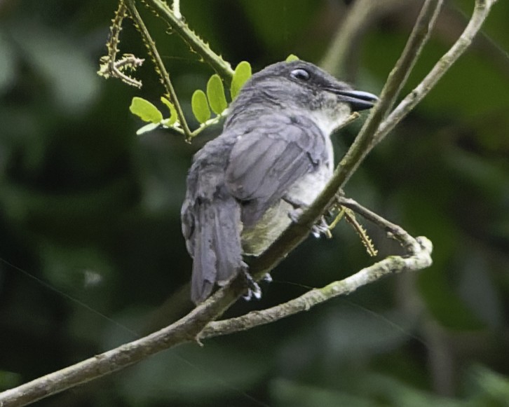 Tessmann's Flycatcher - ML634548865