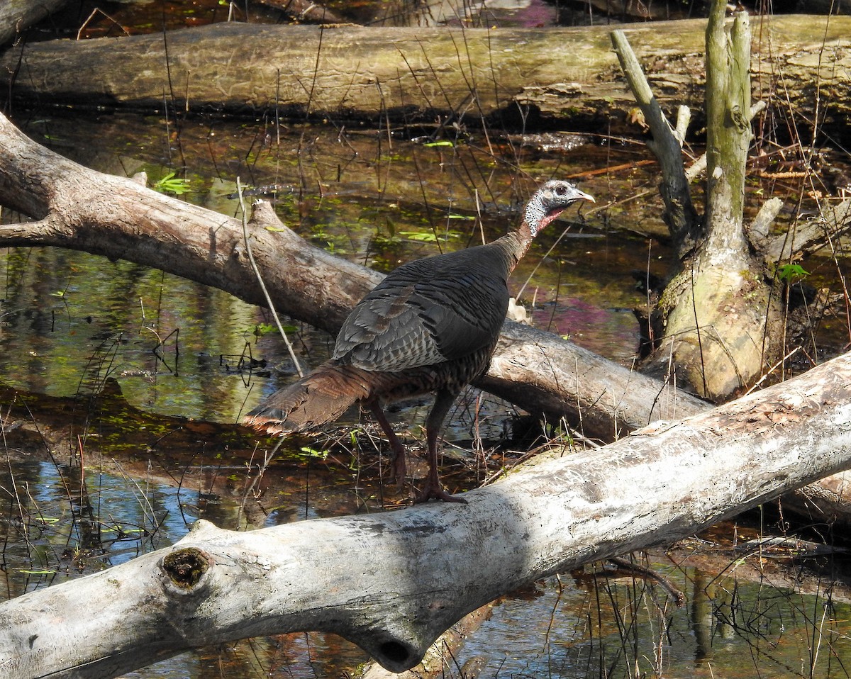 Wild Turkey - ML634548901