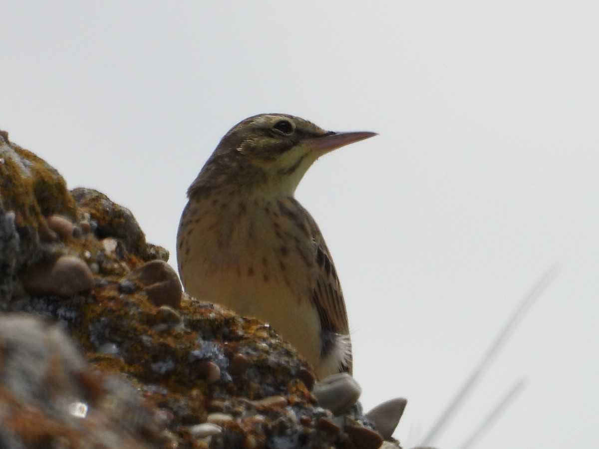 Tawny Pipit - ML634549036
