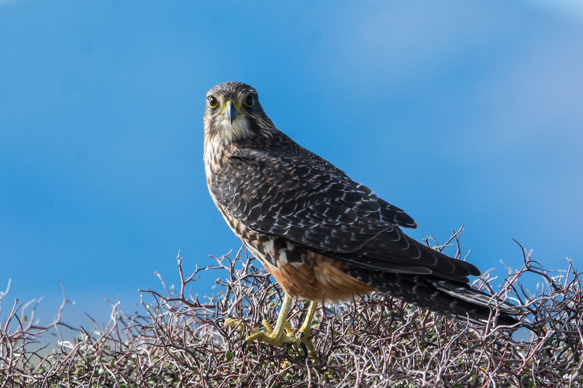 New Zealand Falcon - ML634549055