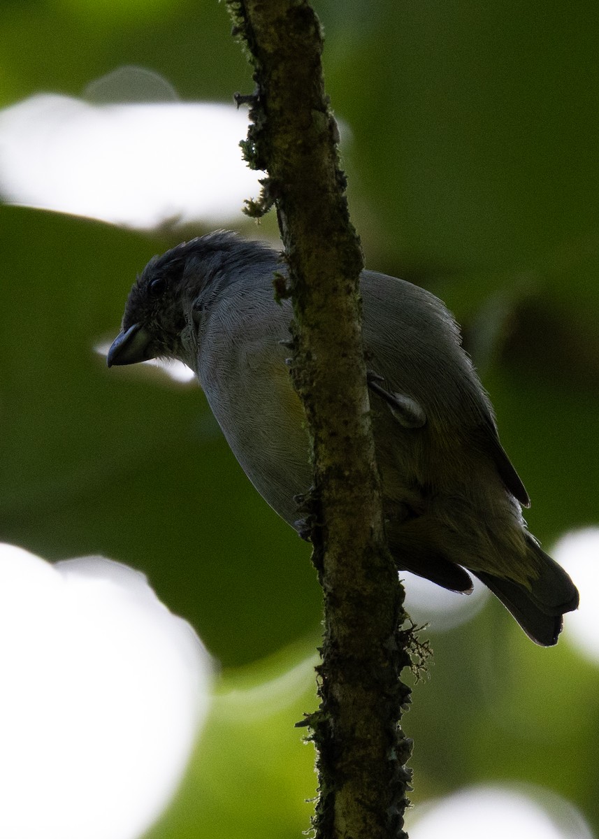 Jamaican Euphonia - ML634549133