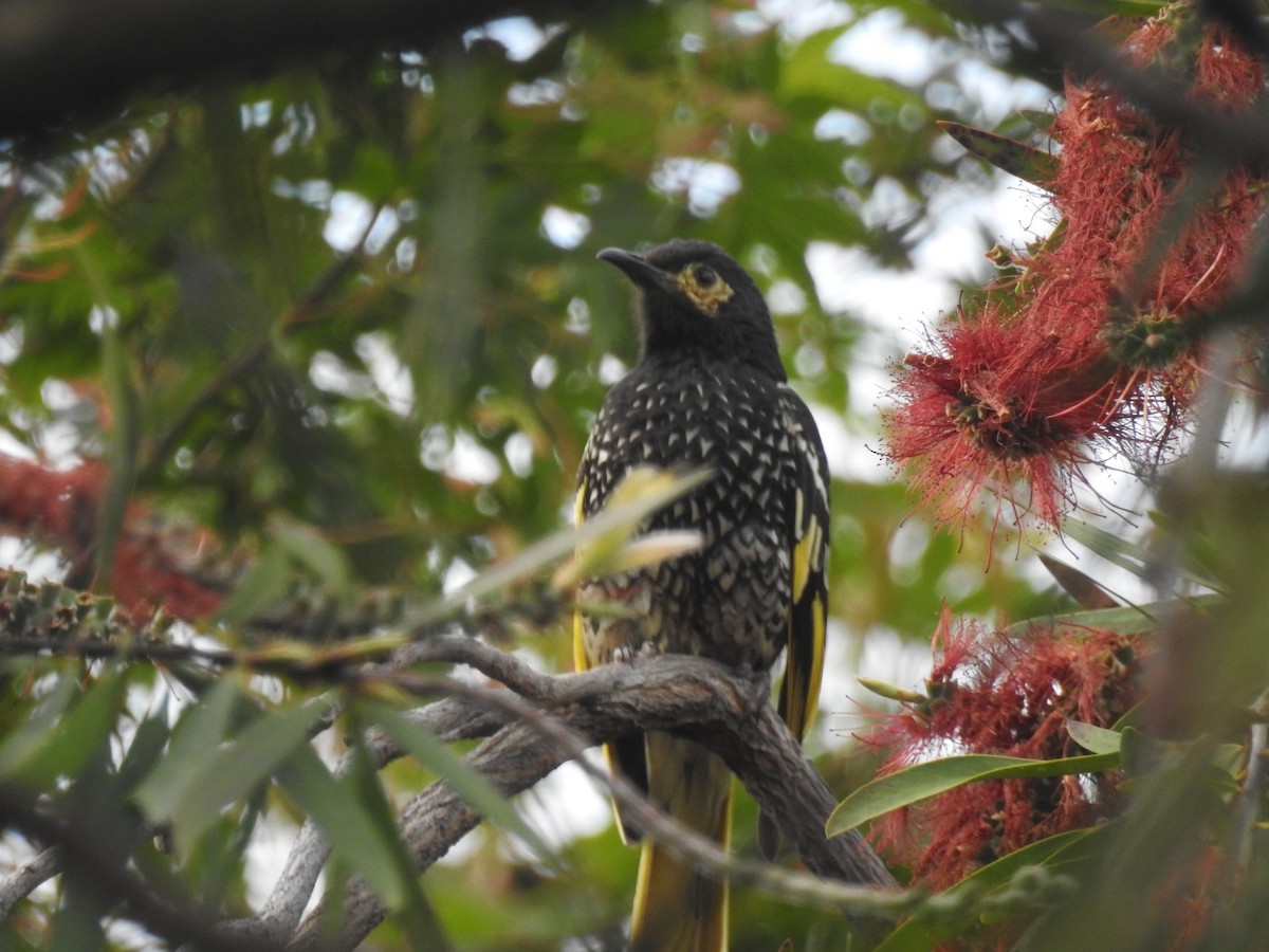 Regent Honeyeater - ML634549382