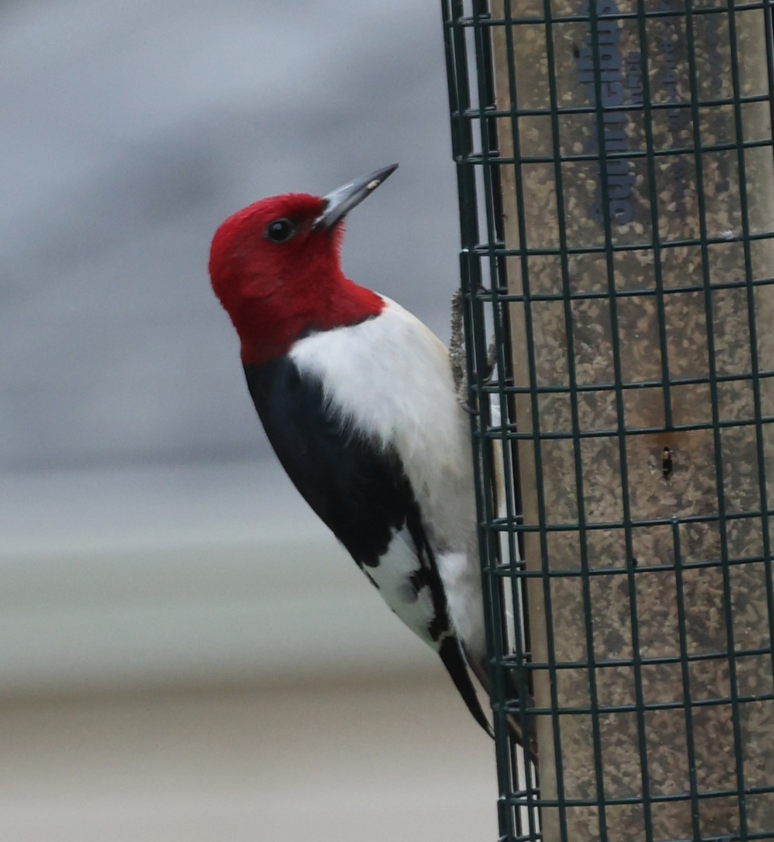 Red-headed Woodpecker - ML634549408