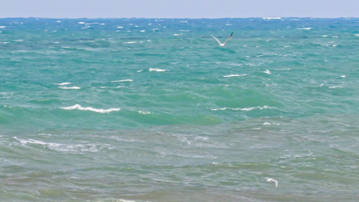 Caspian Tern - ML634549486