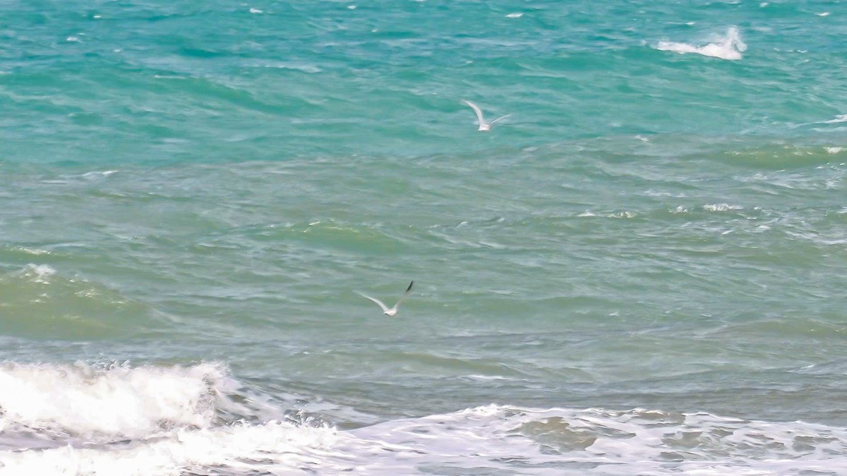 Caspian Tern - ML634549487