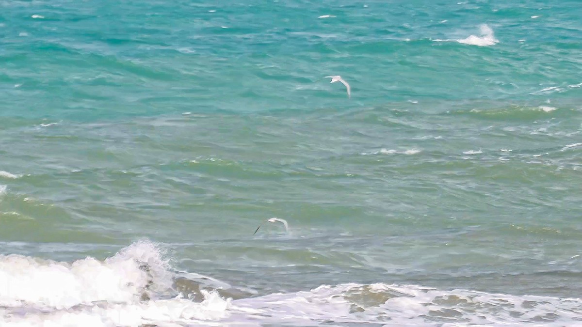 Caspian Tern - ML634549488