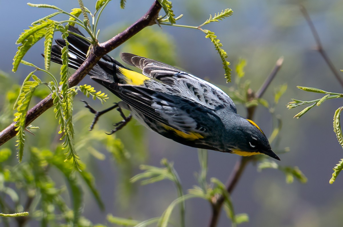 Yellow-rumped Warbler - ML634549554