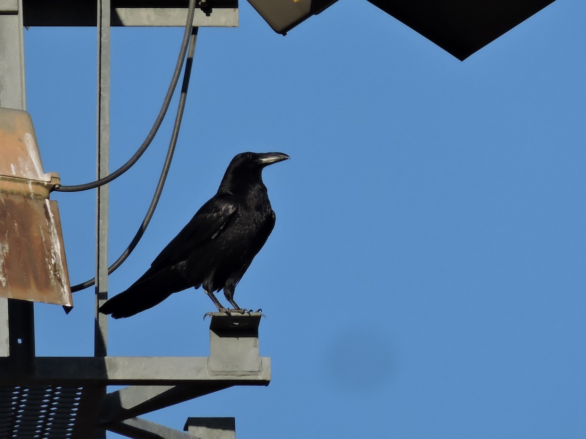 krkavec velký - ML634549561