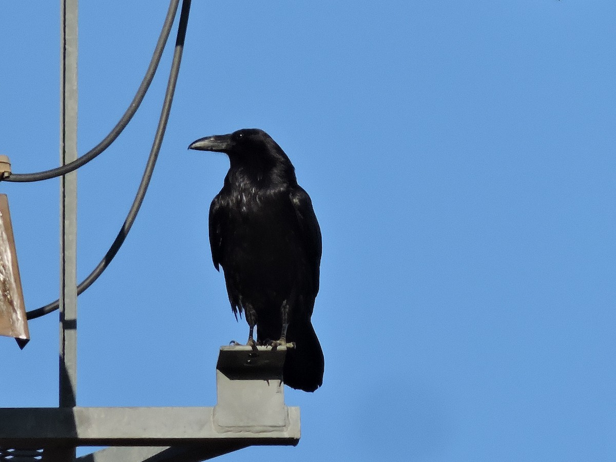 krkavec velký - ML634549566