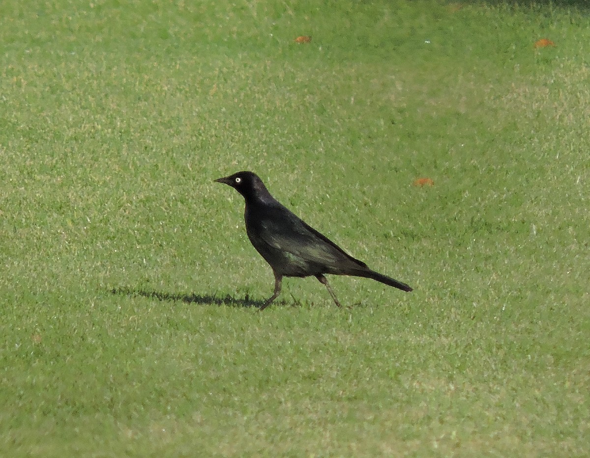 Brewer's Blackbird - ML634549586