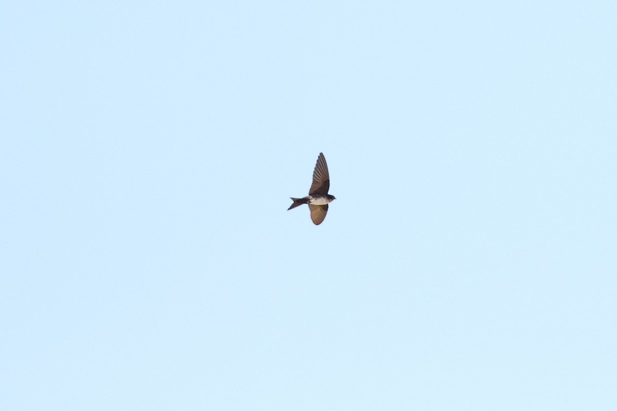 Black-capped Swallow - ML634549616