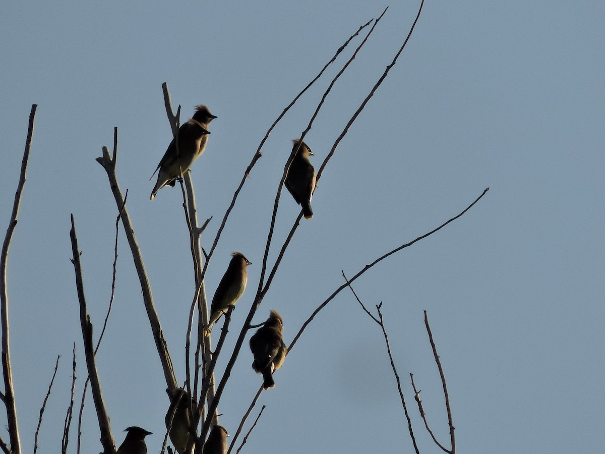 brkoslav americký - ML634549659