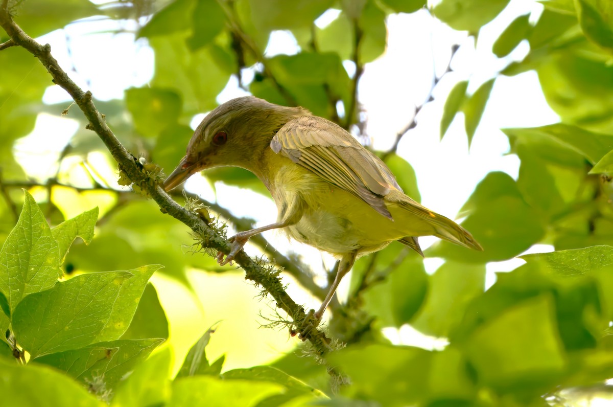 Yellow-green Vireo - ML634549724