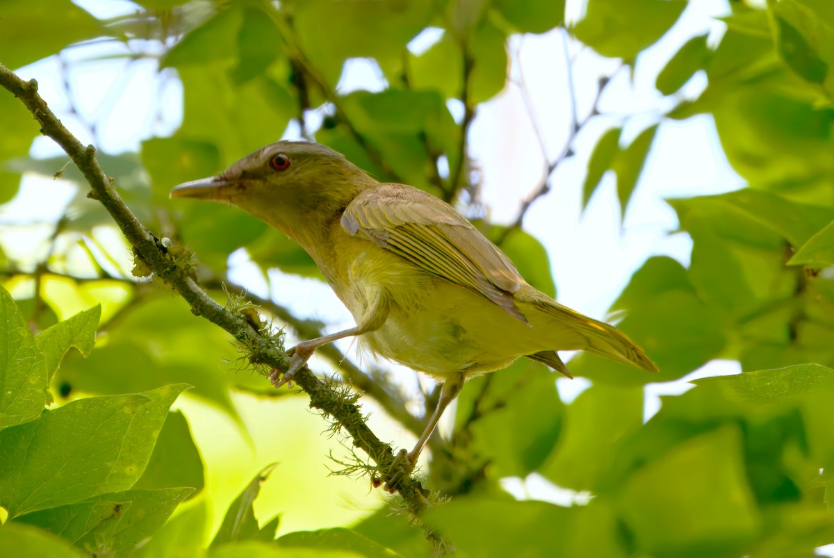 Yellow-green Vireo - ML634549725