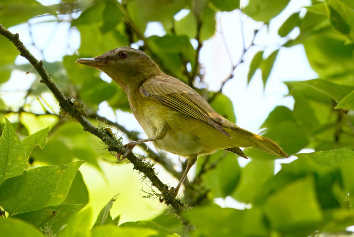 Yellow-green Vireo - ML634549726